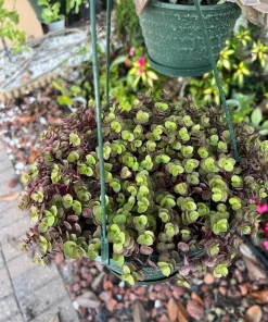 Pink Lady Turtle Vine Live Plant - Callisia Repens Trailing Houseplant - Image 2