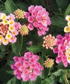 Pink Lantana Live Plant – 4-6 Inch Tall Perennial Flowers for Garden - Image 2