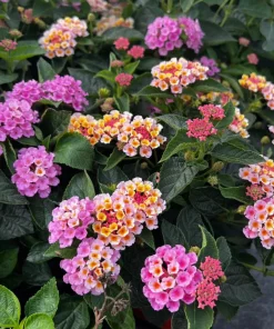 Pink Lantana Live Plant – 4-6 Inch Tall Perennial Flowers for Garden - Image 3