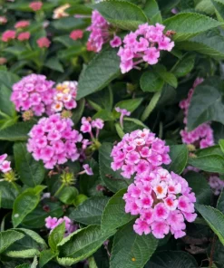 Pink Lantana Live Plant – 4-6 Inch Tall Perennial Flowers for Garden - Image 4