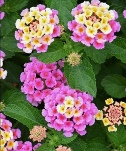 Pink Lantana Live Plant – 4-6 Inch Tall Perennial Flowers for Garden - Image 5