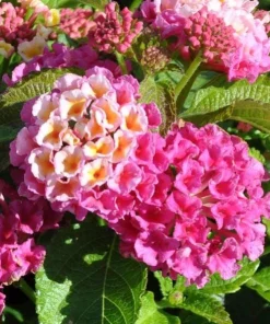 Pink Lantana Live Plant – 4-6 Inch Tall Perennial Flowers for Garden - Image 7