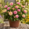 Pink Lantana Live Plant – 4-6 Inch Tall Perennial Flowers for Garden - Image 1