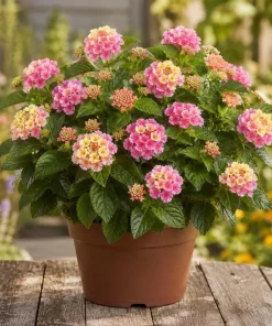 Pink Lantana Live Plant – 4-6 Inch Tall Perennial Flowers for Garden - Image 1
