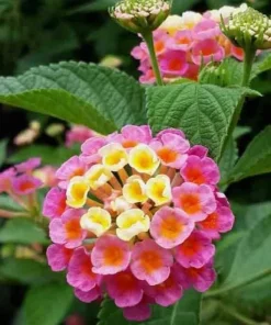 Pink Lantana Live Plant 4-6 Inch Tall - Vibrant Flowering Outdoor Shrub - Image 2
