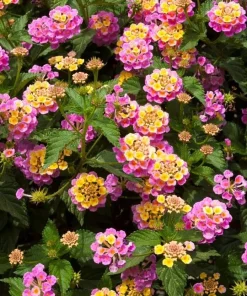 Pink Lantana Live Plant 4-6 Inch Tall - Vibrant Flowering Outdoor Shrub - Image 3