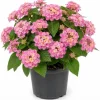 Pink Lantana Live Plant 4-6 Inch Tall - Vibrant Flowering Outdoor Shrub - Image 1
