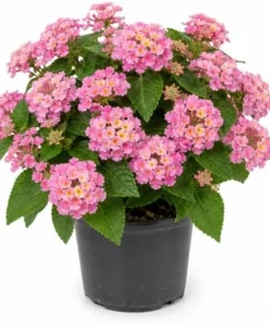 Pink Lantana Live Plant 4-6 Inch Tall - Vibrant Flowering Outdoor Shrub - Image 1