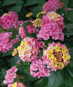 Pink Lantana Live Plant Set - 2 Vibrant Flowering Plants, 4-6 Inch Tall for Outdoor Garden - Image 3