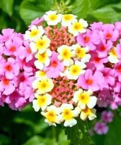Pink Lantana Live Plant Set - 2 Vibrant Flowering Plants, 4-6 Inch Tall for Outdoor Garden - Image 4