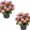 Pink Lantana Live Plant Set - 2 Vibrant Flowering Plants, 4-6 Inch Tall for Outdoor Garden - Image 1