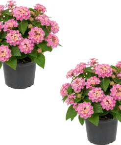 Pink Lantana Live Plant Set - 2 Vibrant Flowering Plants, 4-6 Inch Tall for Outdoor Garden - Image 1