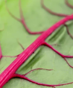 Pink Lipstick Swiss Chard Seeds - 40 Vegetable Seeds, Beta Vulgaris - Image 4