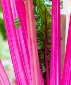 Pink Lipstick Swiss Chard Seeds - 40 Vegetable Seeds, Beta Vulgaris - Image 5