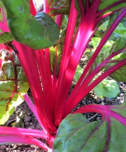 Pink Lipstick Swiss Chard Seeds - 40 Vegetable Seeds, Beta Vulgaris - Image 6