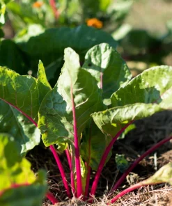 Pink Lipstick Swiss Chard Seeds - 40 Vegetable Seeds, Beta Vulgaris - Image 7