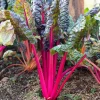 Pink Lipstick Swiss Chard Seeds - 40 Vegetable Seeds, Beta Vulgaris - Image 1