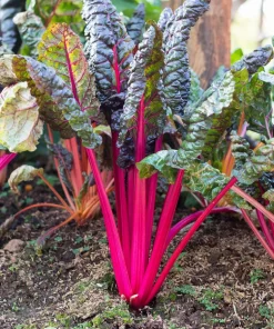 Pink Lipstick Swiss Chard Seeds - 40 Vegetable Seeds, Beta Vulgaris - Image 1