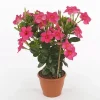 Pink Mandevilla Live Plants, Set of 2, 4-6 Inch Tropical Flowering Vine Outdoor - Image 1
