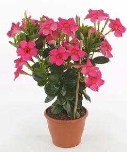 Pink Mandevilla Live Plants, Set of 2, 4-6 Inch Tropical Flowering Vine Outdoor - Image 1