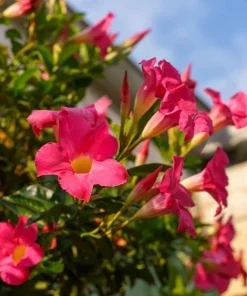 Pink Mandevilla Live Plants, Set of 2, 4-6 Inch Tropical Flowering Vine Outdoor - Image 2