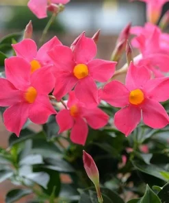Pink Mandevilla Live Plants, Set of 2, 4-6 Inch Tropical Flowering Vine Outdoor - Image 3
