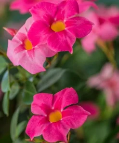 Pink Mandevilla Live Plants, Set of 2, 4-6 Inch Tropical Flowering Vine Outdoor - Image 4