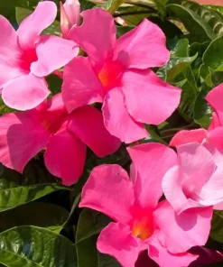 Pink Mandevilla Live Plants, Set of 2, 4-6 Inch Tropical Flowering Vine Outdoor - Image 5