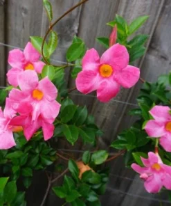 Pink Mandevilla Live Plants, Set of 2, 4-6 Inch Tropical Flowering Vine Outdoor - Image 6