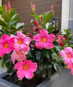 Pink Mandevilla Live Plants, Set of 2, 4-6 Inch Tropical Flowering Vine Outdoor - Image 7
