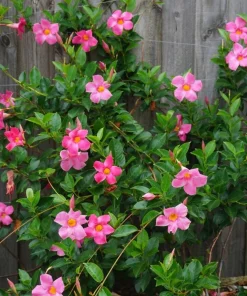 Pink Mandevilla Live Plants, Set of 2, 4-6 Inch Tropical Flowering Vine Outdoor - Image 8