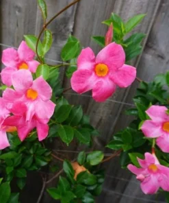Pink Mandevilla Live Plants, Set of 2, 4-6 Inch Tropical Flowering Vine Outdoor - Image 9