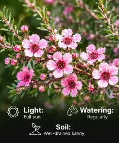 Pink Manuka Tea Live Plant (2 Pack) - Leptospermum scoparium - 4-6 Inch Tall Bush for Outdoor - Image 5