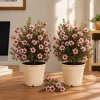 Pink Manuka Tea Live Plant (2 Pack) - Leptospermum scoparium - 4-6 Inch Tall Bush for Outdoor - Image 1