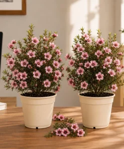 Pink Manuka Tea Live Plant (2 Pack) - Leptospermum scoparium - 4-6 Inch Tall Bush for Outdoor - Image 1