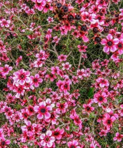 Pink Manuka Tea Plant - Leptospermum scoparium Live Bush, 4-6 Inch Tall Starter Plant - Image 5