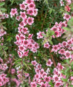Pink Manuka Tea Plant - Leptospermum scoparium Live Bush, 4-6 Inch Tall Starter Plant - Image 6