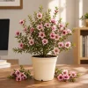 Pink Manuka Tea Plant - Leptospermum scoparium Live Bush, 4-6 Inch Tall Starter Plant - Image 1