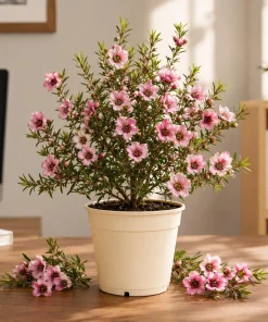 Pink Manuka Tea Plant - Leptospermum scoparium Live Bush, 4-6 Inch Tall Starter Plant - Image 1