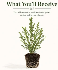 Pink Manuka Tea Plant Live, Pink Flowers Leptospermum, 4-6 Inch Tall Bush - Image 2