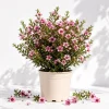 Pink Manuka Tea Plant Live, Pink Flowers Leptospermum, 4-6 Inch Tall Bush - Image 1