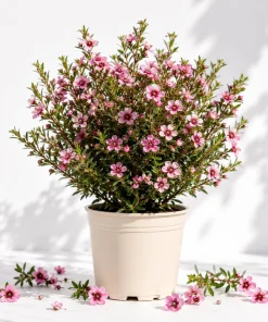 Pink Manuka Tea Plant Live, Pink Flowers Leptospermum, 4-6 Inch Tall Bush - Image 1