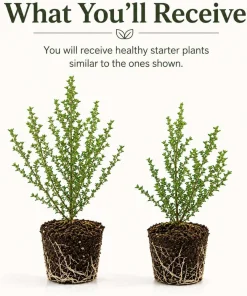 Pink Manuka Tea Plants Live (Set of 2) - Leptospermum Scoparium - 4-6 Inch Tall - Image 2