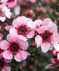 Pink Manuka Tea Plants Live (Set of 2) - Leptospermum Scoparium - 4-6 Inch Tall - Image 3