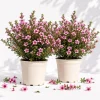 Pink Manuka Tea Plants Live (Set of 2) - Leptospermum Scoparium - 4-6 Inch Tall - Image 1