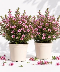 Pink Manuka Tea Plants Live (Set of 2) - Leptospermum Scoparium - 4-6 Inch Tall - Image 1