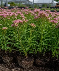 Pink Milkweed Live Plant – 2 Pack – 4-6 Inch Tall Perennial for Outdoor Garden - Image 2