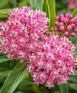 Pink Milkweed Live Plant – 2 Pack – 4-6 Inch Tall Perennial for Outdoor Garden - Image 3