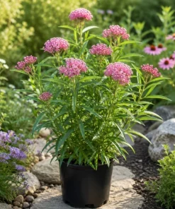 Pink Milkweed Live Plant – 2 Pack – 4-6 Inch Tall Perennial for Outdoor Garden - Image 4