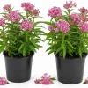 Pink Milkweed Live Plant – 2 Pack – 4-6 Inch Tall Perennial for Outdoor Garden - Image 1